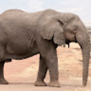 Meet your Posher, Nwando